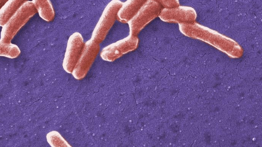Escherichia coli llucs luxembourg laboratoire sanitaire