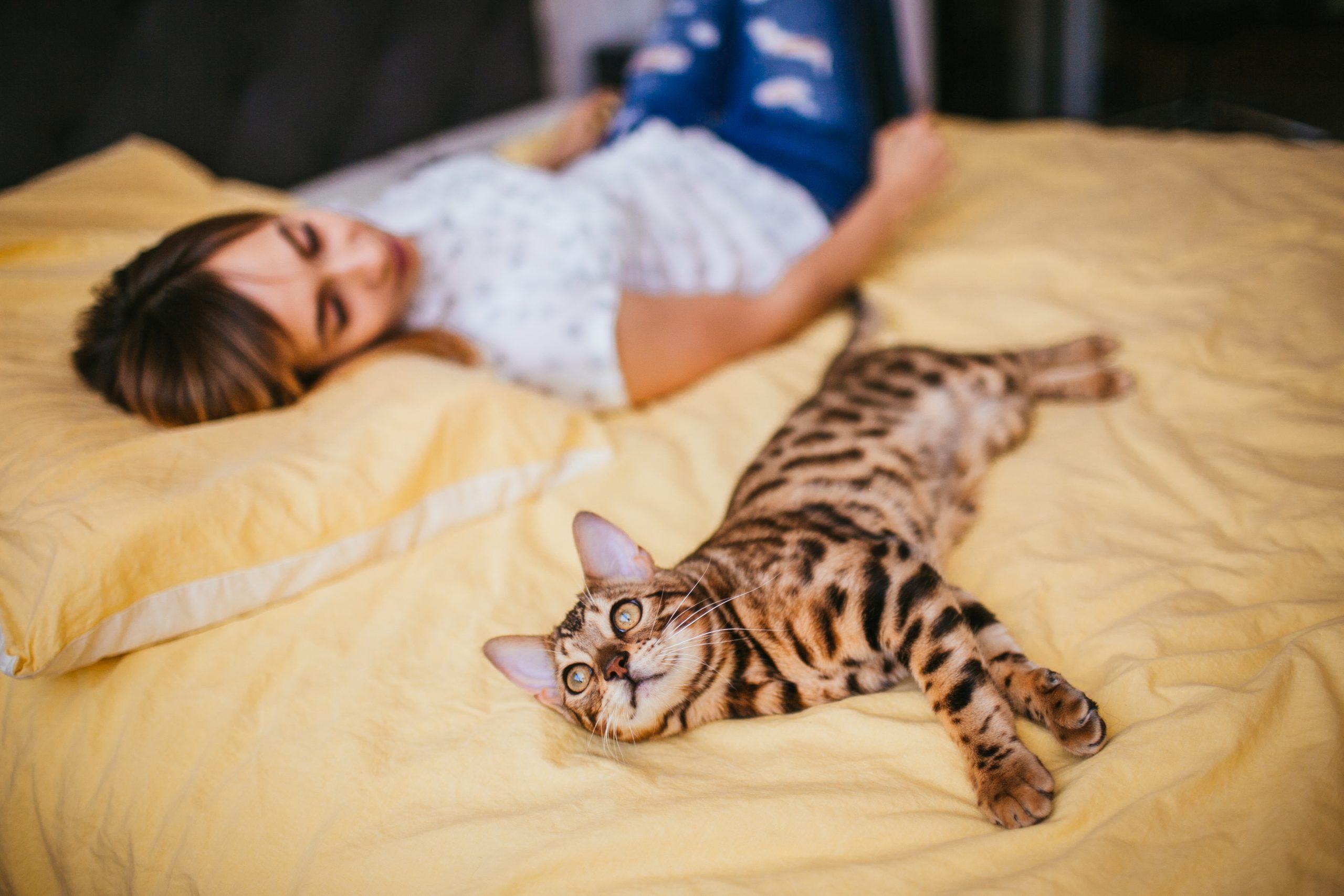 woman bengal cat lie bed scaled